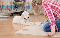 Carpet Cleaning Services Landervale